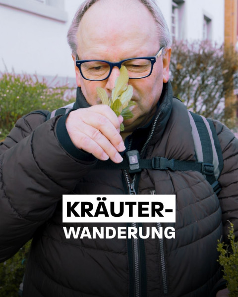 Herb hike in Dobeltal, Bad Herrenalb in the Black Forest | April 26, 2025